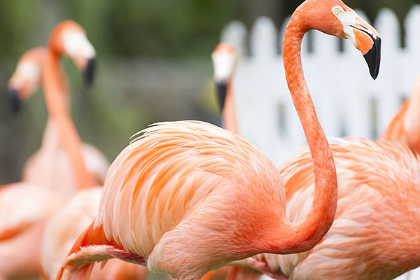 See a flamingo at the Florence Bloom Bird Sanctuary