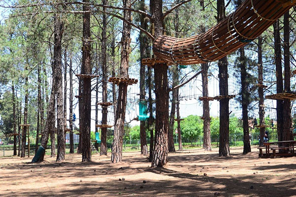 Experience the wind in your hair at Go Ape South Africa