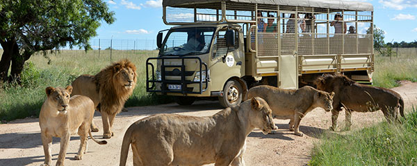 Look a lion in the eye at Lions & Safari Park