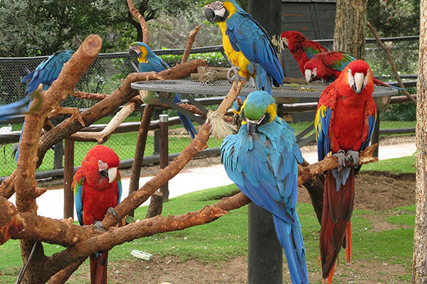 Meet a parrot at Montecasino Bird Gardens 