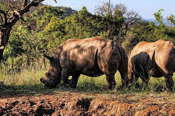 See the amazing wildlife at Rhino & Lion Nature Reserve