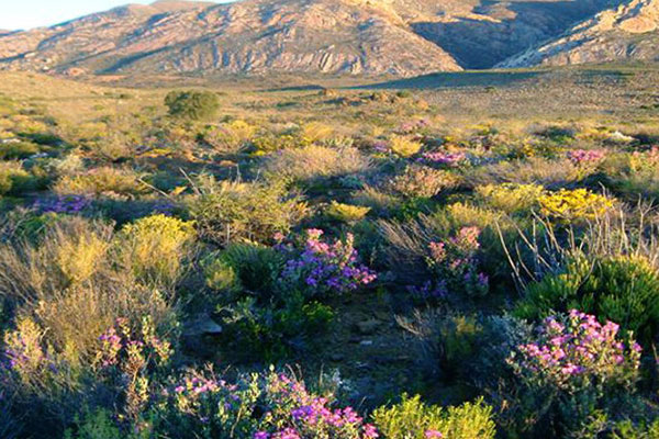 Discover the flaura at Rietfontein Reserve